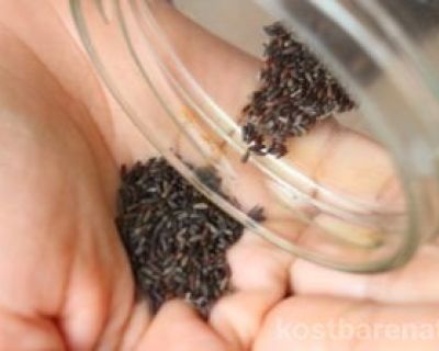 Wildkraut-Senf mit den Samen der Knoblauchsrauke herstellen