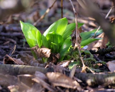 Kräuter der Frühjahrskur: Bärlauch