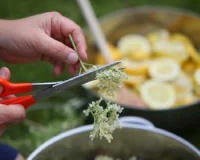 Holunderblütensirup mit Erdbeeren selbst herstellen