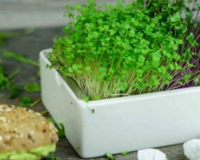 Gesunder Burger mit Microgreens + Gewinnspiel