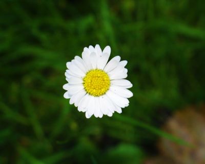 Selbstgemachtes Gänseblümchen-Gelee